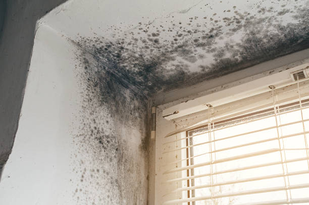 Affordable Mold Remediation solutions in Fredericksburg, TX