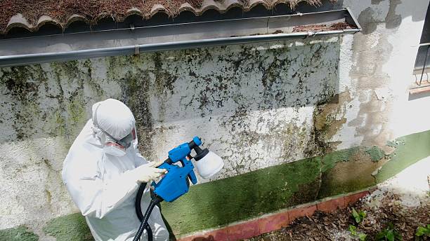 Top rated local Mold Remediation specialists in Fredericksburg, TX